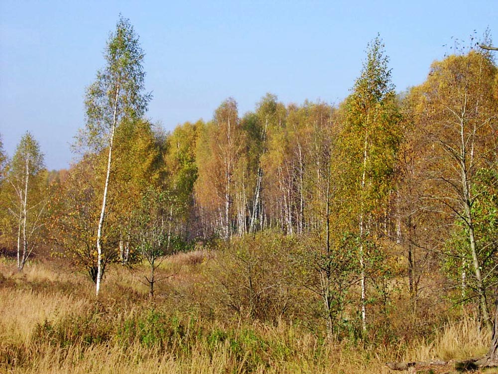 Дрібнолистяні ліси